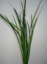 LILY GRASS-GREEN GROWER BUNCH 